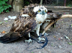 Воронежские зоозащитники попросили о помощи с деньгами и лекарствами