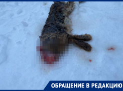 Воронежская спортсменка сообщила об обезглавленном трупе собаки в «Олимпике»