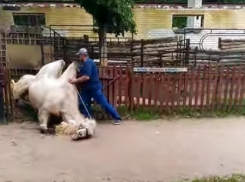 На видео попал момент жесткого падения верблюда в Воронежском зоопарке