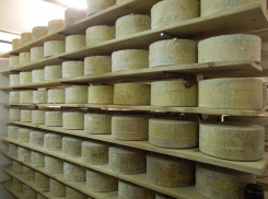 Воронежскую область планируют завалить английским сыром чеддер