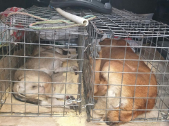 Собаку, державшую в страхе воронежцев, поймали волонтеры