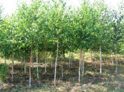 Во Всероссийский день посадки деревьев в Воронежской области посеют 14 тысяч саженцев березы и сосны