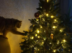 Парад новогодних елок воронежцев 