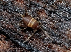В Воронежском заповеднике обнаружен уникальный сверчок, который дружит с муравьями