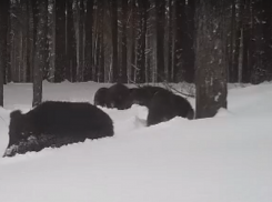 Кабаны объединились в отряды и проводят коммунальные работы в Воронежской области 