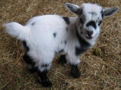 В Воронежском зоопарке под Новый год родились трое козлят