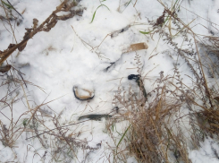 В Воронежском заповеднике браконьер на глазах у инспекторов расставлял ловушки для лисиц