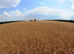 Хороший урожай зерна ожидают получить воронежские аграрии