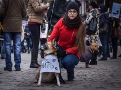 Сотни воронежцев пришли к памятнику Белому Биму с фотографиями убитых питомцев 