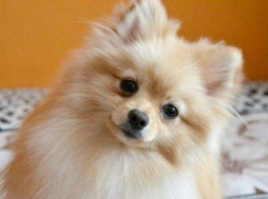 Названы самые популярные породы собак в Воронеже 