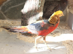 28 июля зал птиц Воронежского зоопарка имени А.С. Попова распахнет свои двери