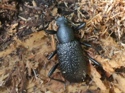 Опубликовано фото вымирающей лесной чернотелки под Воронежем