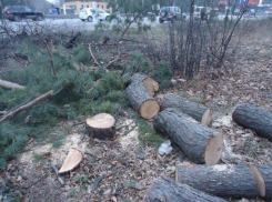 В Воронеже на Московском проспекте незаконно спилили более 30 деревьев 