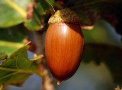 В Воронежской области собрали 7 тонн желудей