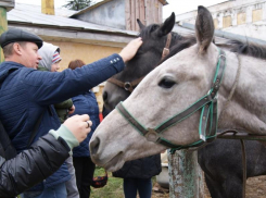 Многодетная семья познакомилась с лошадками в Воронежской области