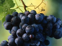 В Воронеж не пустили картошку и виноград из Украины