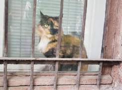 История о том, как воронежские спасатели кошку выручали 