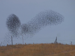  Завораживающую мурмурацию удалось сфотографировать в Воронежской области 