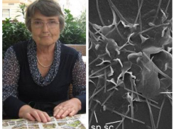 Новый вид микроскопического хищника назвали в честь ученого из ВГУ 