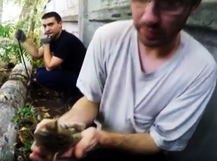 Спасение котенка из бетонной трубы воронежец снял на видео