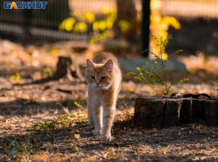 Первая рабочая неделя сентября начнется с жары в Воронеже