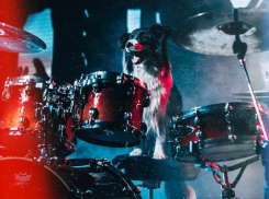 Собачья Metallica: четвероногие рок-звезды зажигают в Воронеже