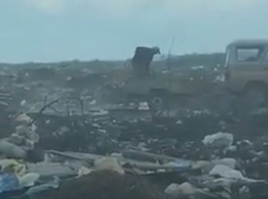 Экологический апокалипсис сняли на видео в Воронежской области