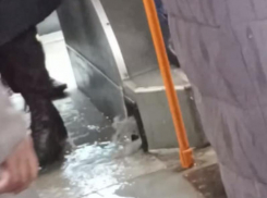 Автобус-титаник показали на видео в Воронеже