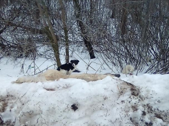 В Воронеже щенки спят на мертвой матери и умирают от голода