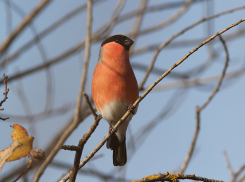 В Воронежский заповедник прилетели вестники зимы