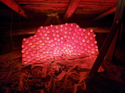 Эпичную советскую иллюминацию возродили в центре Воронежа