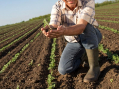 Воронежского фермера наградили грантом и посадили на 3 года