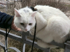 Сбежавшего с поезда котика нашли в Воронежской области