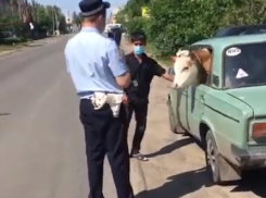 Бык на пассажирском сиденье стал причиной комичного диалога с воронежской полицией