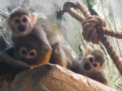 Жизнь необычных беличьх обезьян показали в Воронежском зоопарке