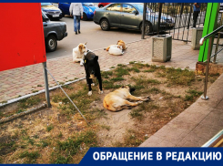 Собачье царство в мусорном сквере держит в страхе жителей Воронежа 