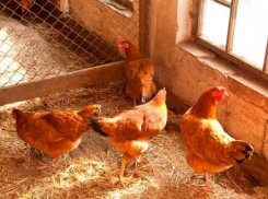 Аномальная жара в Воронежской области сгубила 140 тысяч кур на  двух производственных площадках