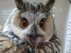 Раненую ушастую сову подбросили на порог воронежской ветеринарной клиники 