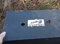 Перепелиный выпускной сняли на видео в Воронеже