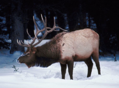 Благородных оленей в Воронежской области станет больше