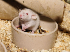 Воронежских школьников кормили кашами с мышами, коконами и паутиной