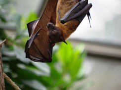 На «Ночи летучих мышей» воронежцы займутся пятью странными вещами