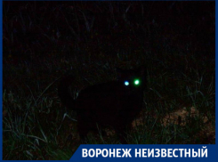 С какими таинственными существами сталкивались воронежцы
