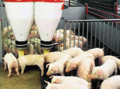 В Воронежской области администрацию агрофирмы наказали за гибель пьяного сотрудника