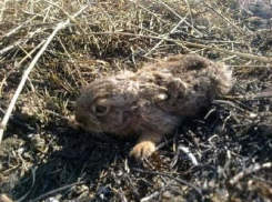 Ландшафтные пожары начали убивать животных в Воронежской области 