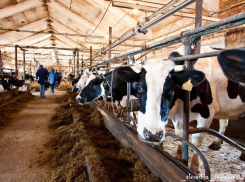 На территорию Воронежской области может проникнуть ящур