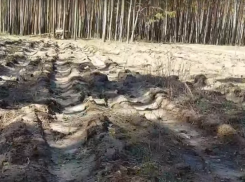 В воронежском микрорайоне восстанавливают лес после санитарной вырубки 