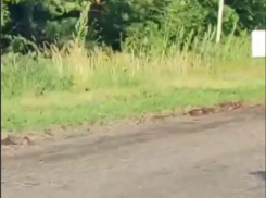 Вонь несусветная: тушки животных валяются вдоль обочины в Воронежской области