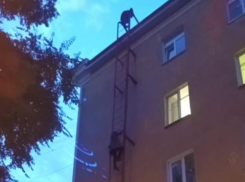 Подростки забрались на крышу пятиэтажки и попали на видео в Воронеже