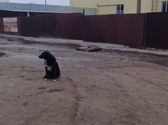 Реки из нечистот, громкий лай и собаки без бирок: воронежцы попали в громкую и очень влажную ловушку